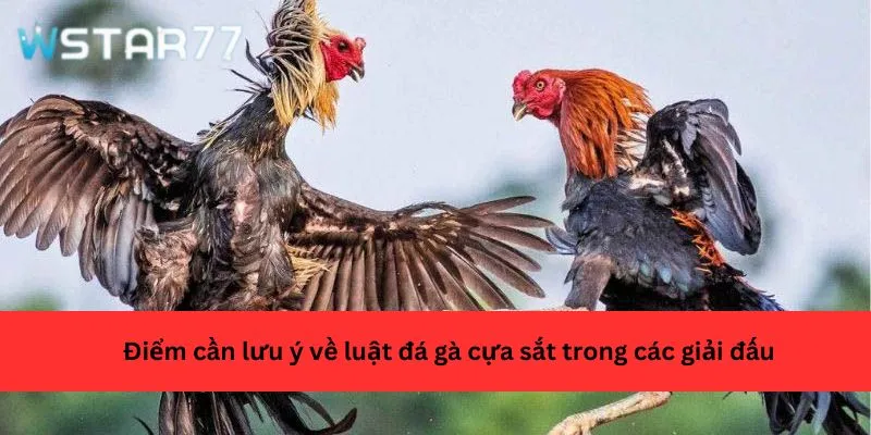 Điểm cần lưu ý về luật đá gà cựa sắt trong các giải đấu