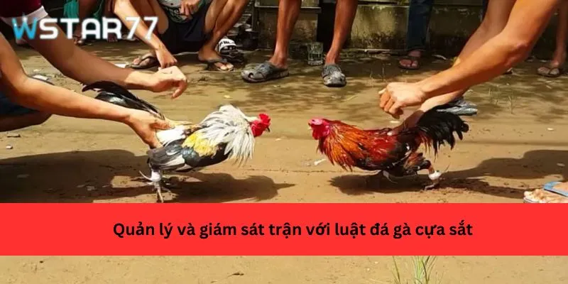 Quản lý và giám sát trận với luật đá gà cựa sắt