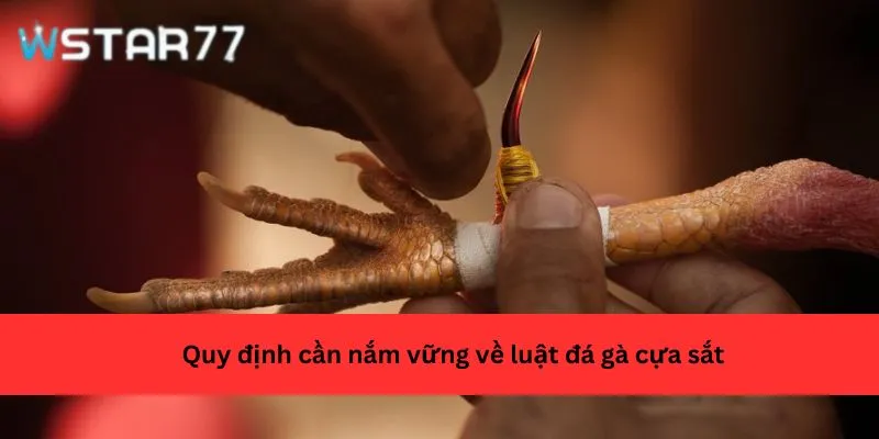 Quy định cần nắm vững về luật đá gà cựa sắt